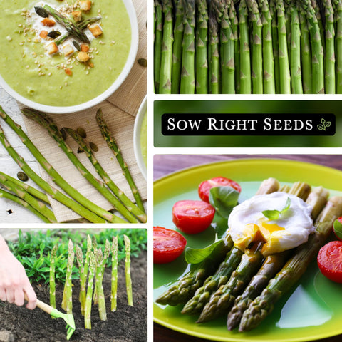 Sow Right Seeds full sun garden bed demonstrates ideal growing conditions for asparagus.