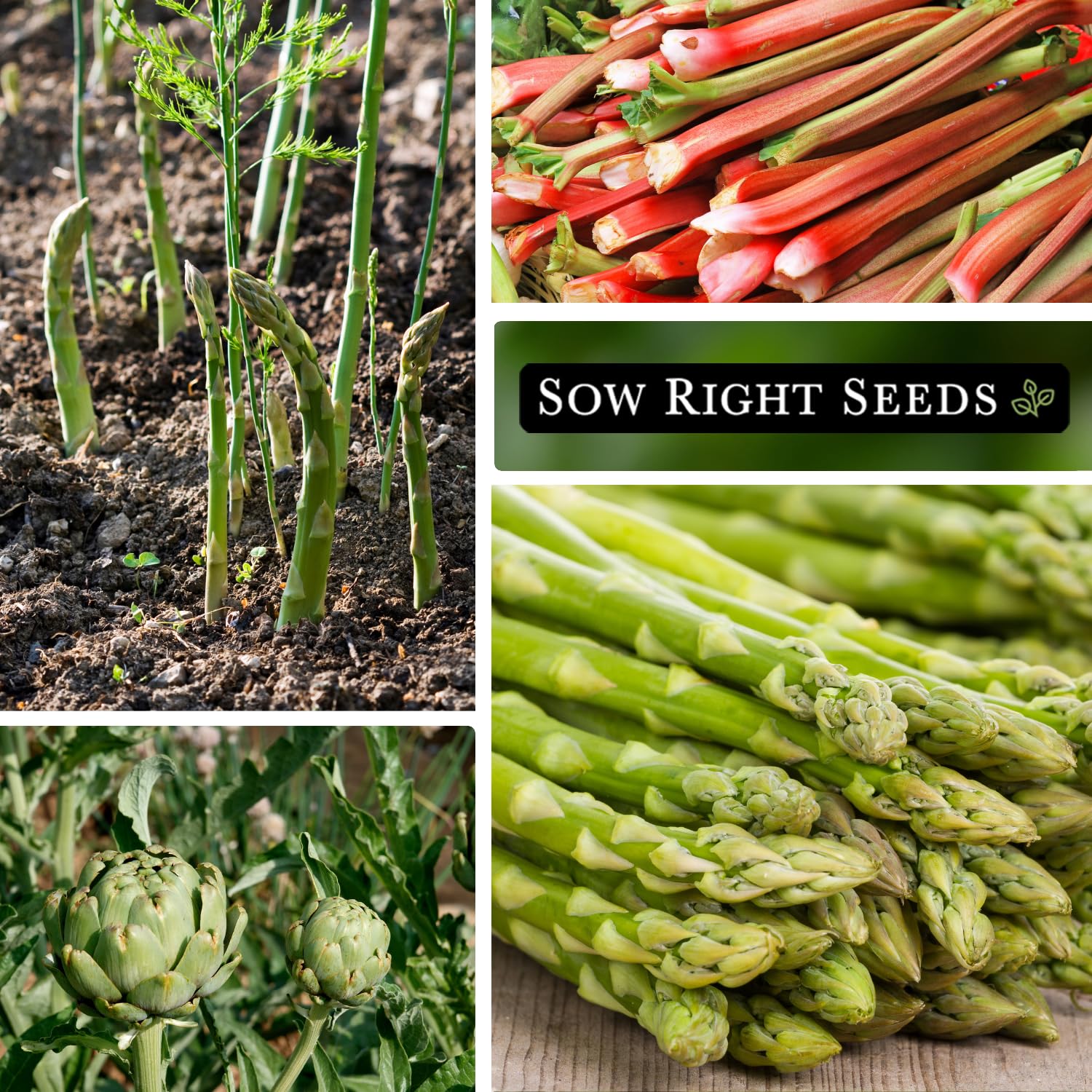 Sow Right Seeds asparagus packet Mary Washington delivers versatile home-grown spears