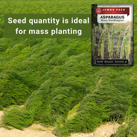 Sow Right Seeds 4-6 inch spacing supports healthy crowns and future harvests.