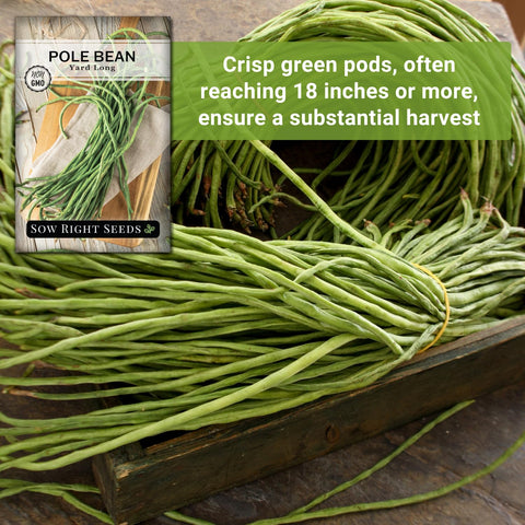 Fresh green yard-long beans ideal for roasting or sautéing