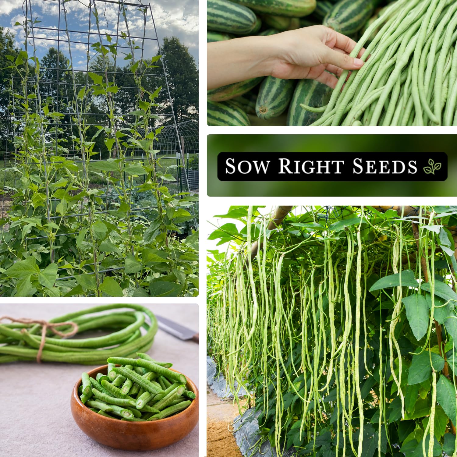 80-90 day harvest window for long green yard-long beans
