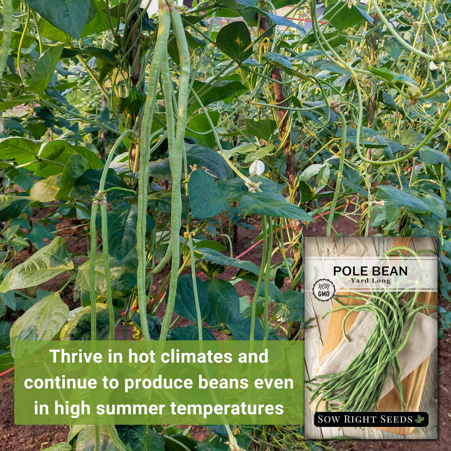 Trellis growth of asparagus yard-long beans on a tall garden setup
