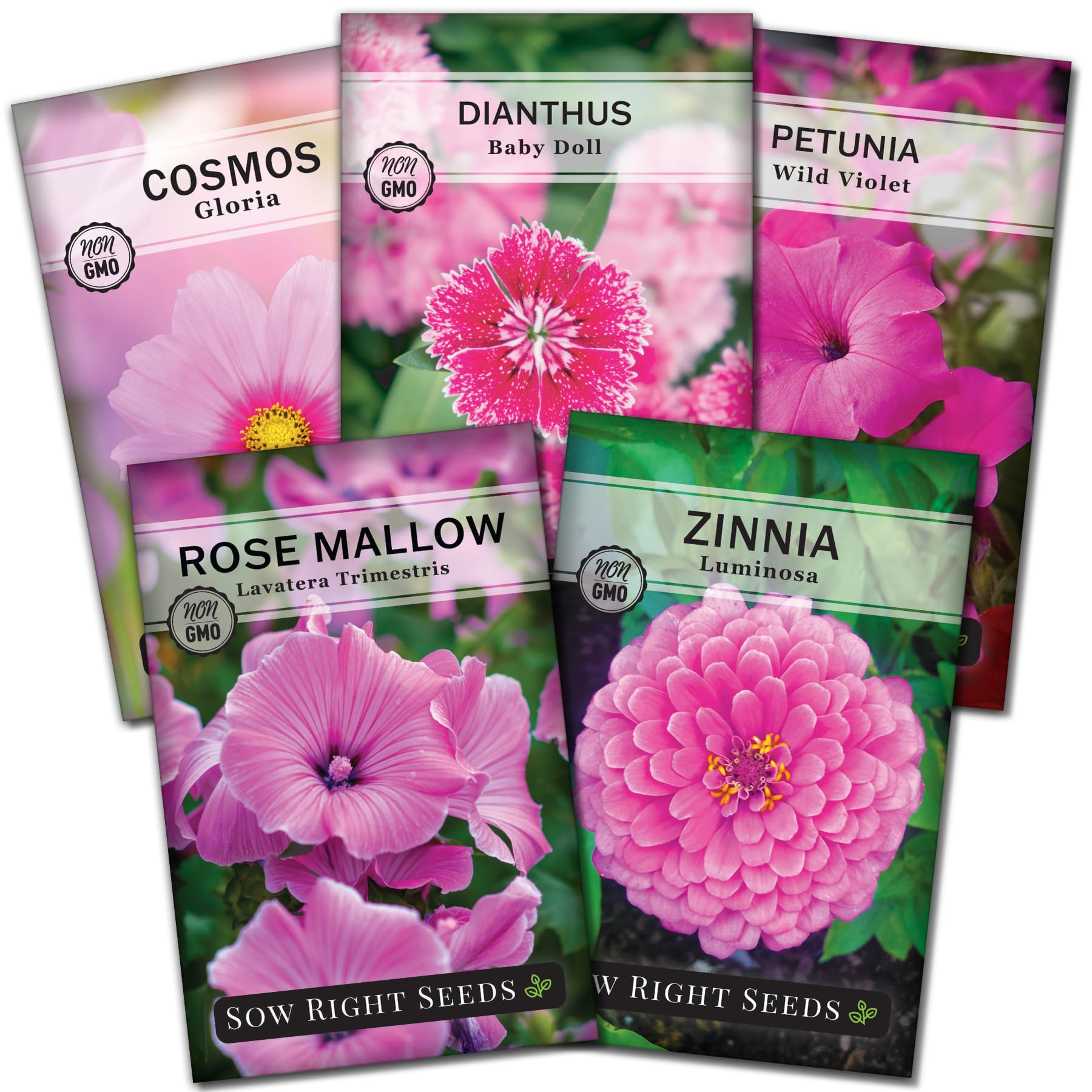 Sow Right Seeds Baby Doll Dianthus; pink blooms for borders and pollinator-friendly beds.