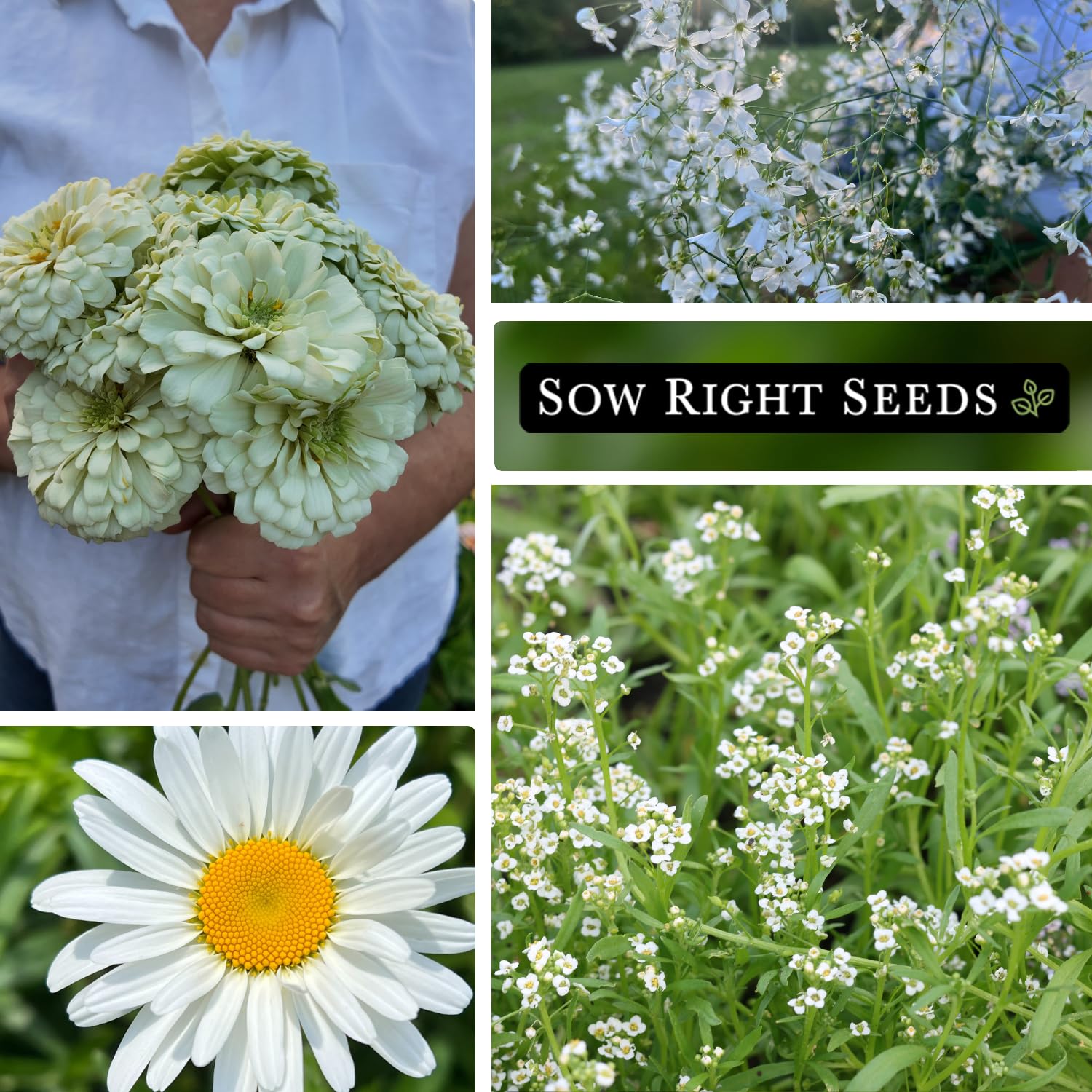 Sow Right Seeds Baby's Breath gypsophila elegans creates airy cascades for bouquets.