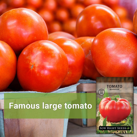Sow Right Seeds Beefsteak tomato on vine with 6-inch fruits for slicing.