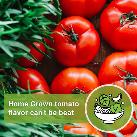 Sow Right Seeds Beefsteak tomato on toast showcases bright red slices.