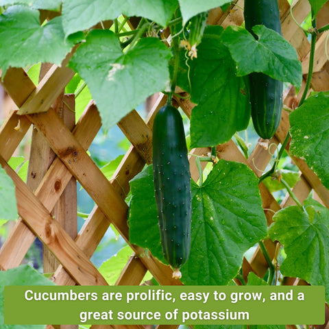 Sow Right Seeds Beit Alpha cucumber seeds for compact balcony gardens