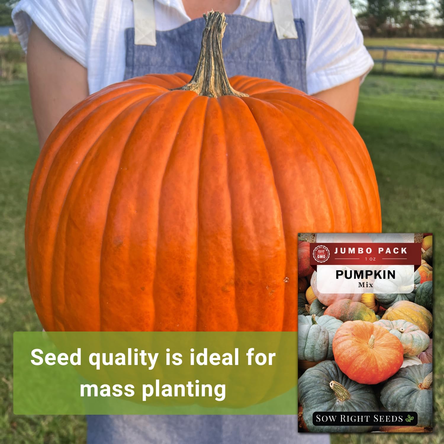 Sow Right Seeds Big Max pumpkin on the vine ready to impress.