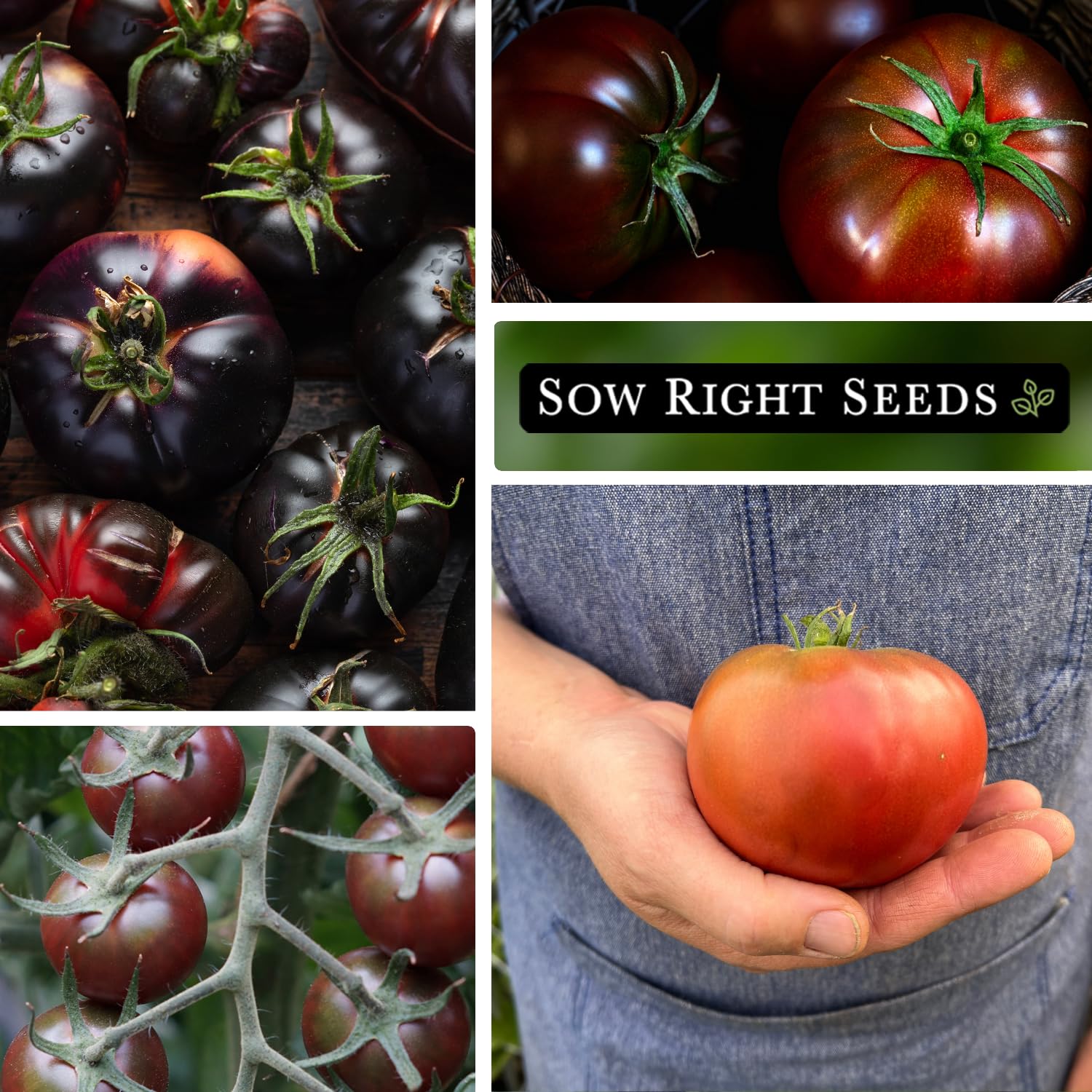 Sow Right Seeds Black Beauty seeds offer striking fruit for colorful, flavorful dishes