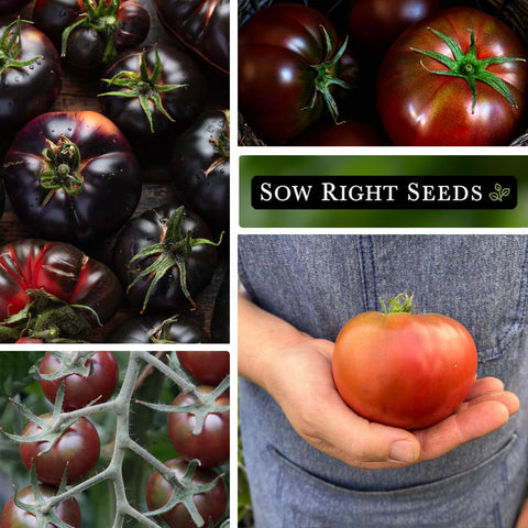 Sow Right Seeds Black Beauty seeds offer striking fruit for colorful, flavorful dishes