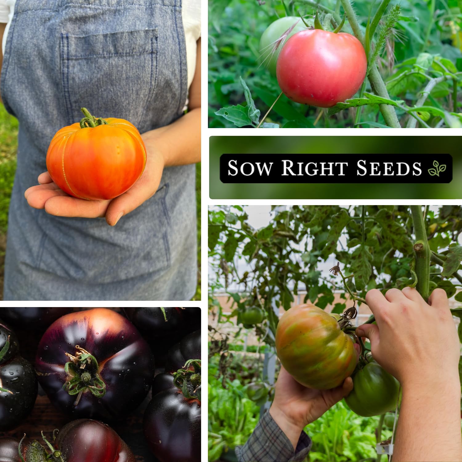 Sow Right Seeds Black Beauty tomato seeds produce jet-black fruit for dramatic dishes.