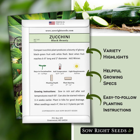 Glossy Black Beauty zucchini fruits on the vine ready for harvest