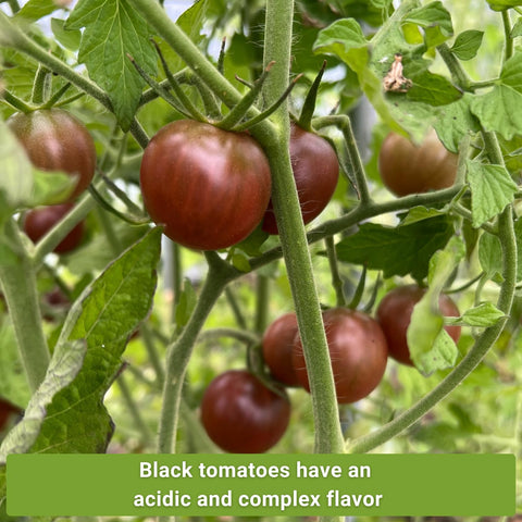 Sow Right Seeds Black Cherry seeds yield sweet, tangy cherries for fresh snacking