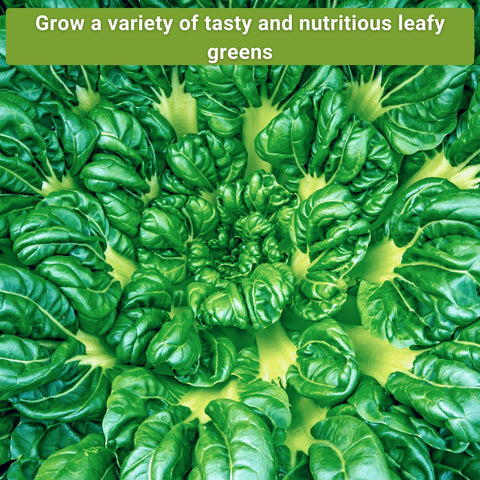 Sow Right Seeds Black Seeded Simpson lettuce heads for crisp salads