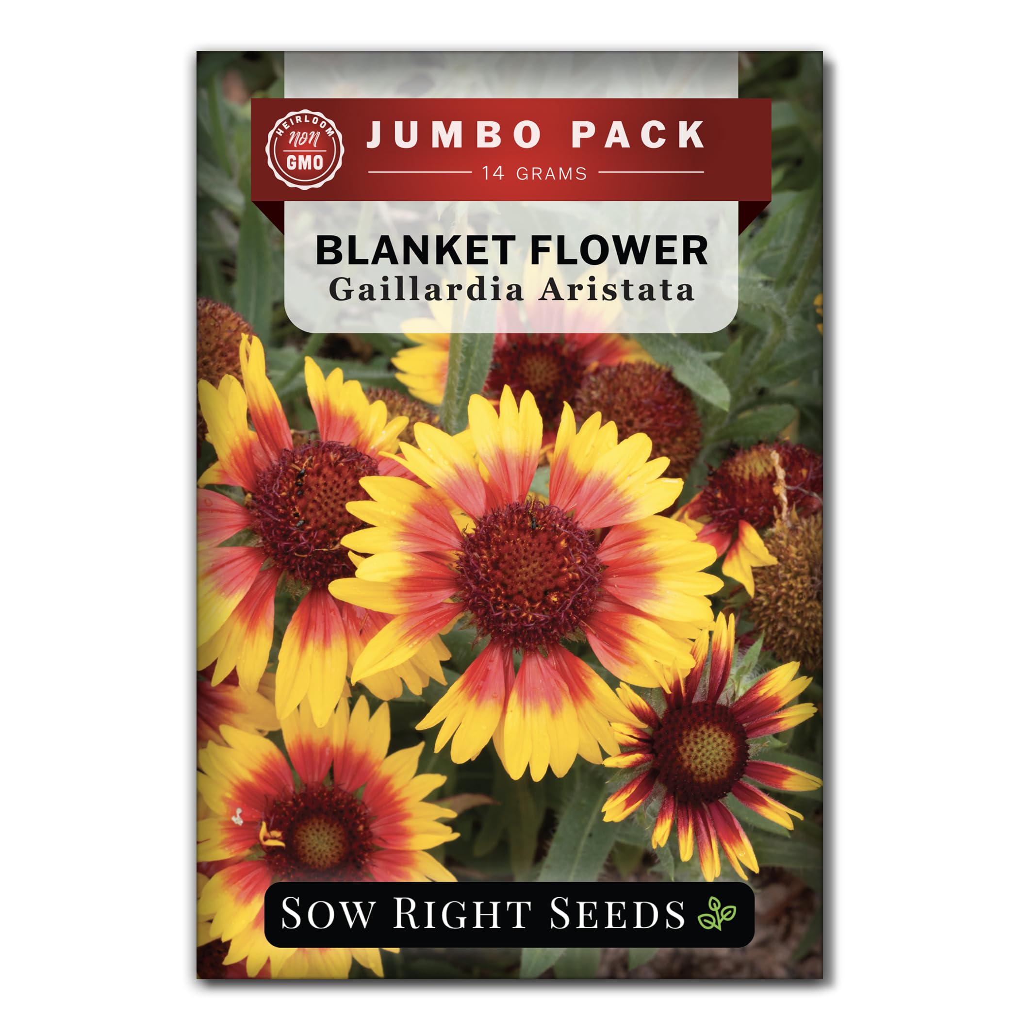 Sow Right Seeds blanket flower bulk packet ready for vibrant border plantings.
