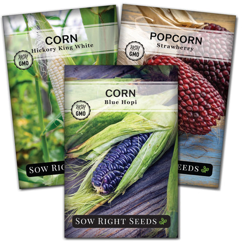Sow Right Seeds Blue Hopi corn packet ready for home garden soil planting.