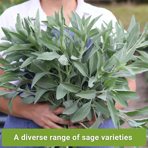Sow Right Seeds blue sage seed packet for ornamental color and culinary versatility