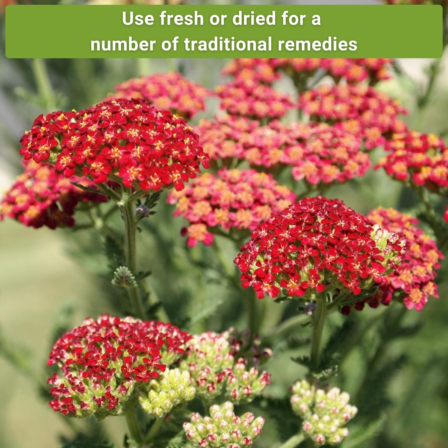 Sow Right Seeds border-ready yarrow for tall, fragrant edging in sunny beds