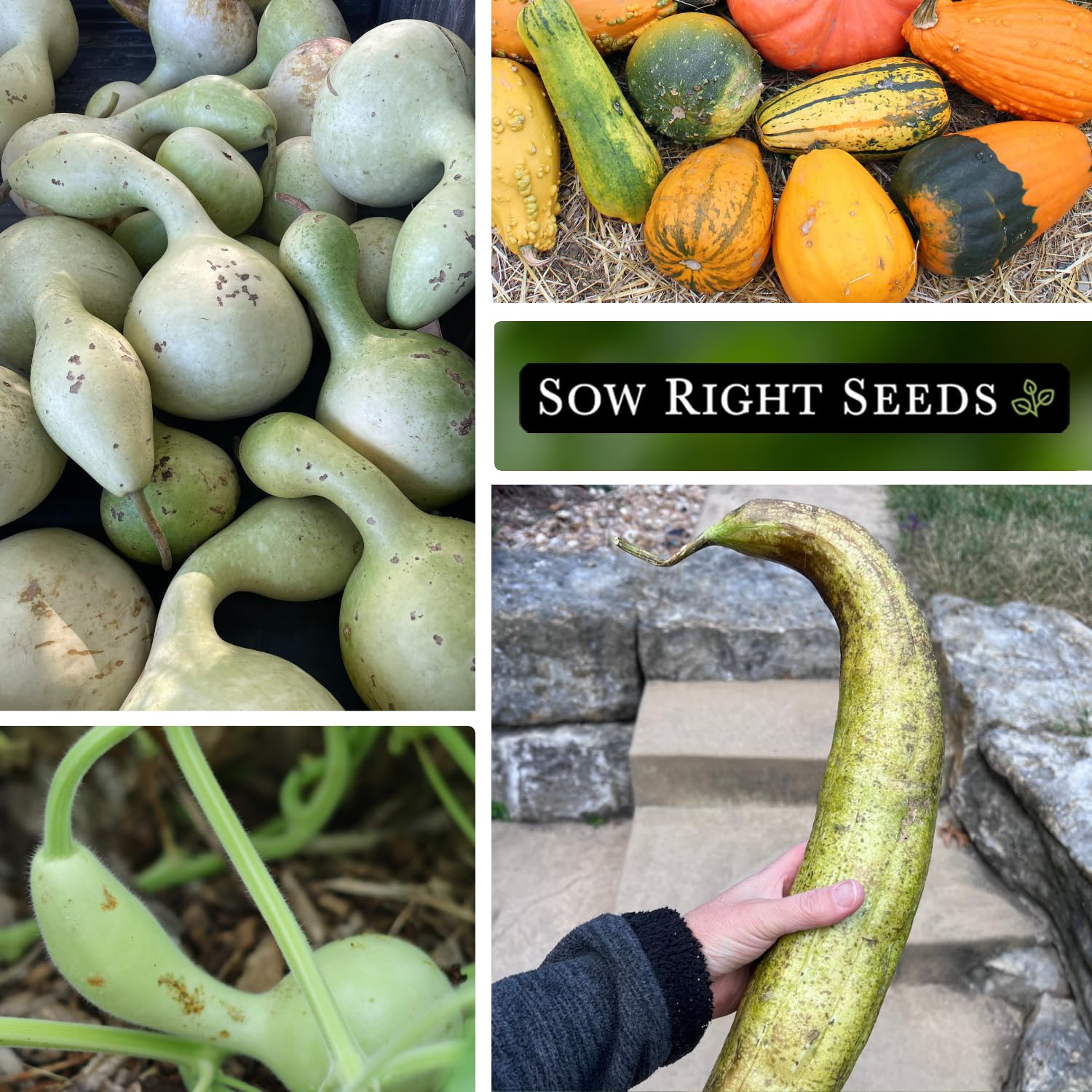 Sow Right Seeds bottle gourds image featuring sturdy vessels for displays or rustic decor