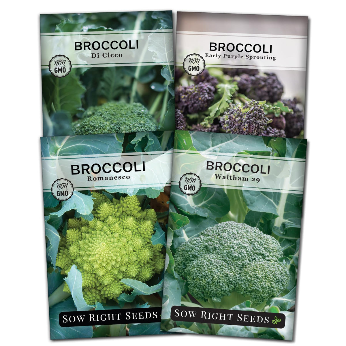 Sow Right Seeds broccoli di ciccio packet for home garden planting and flavorful harvest.