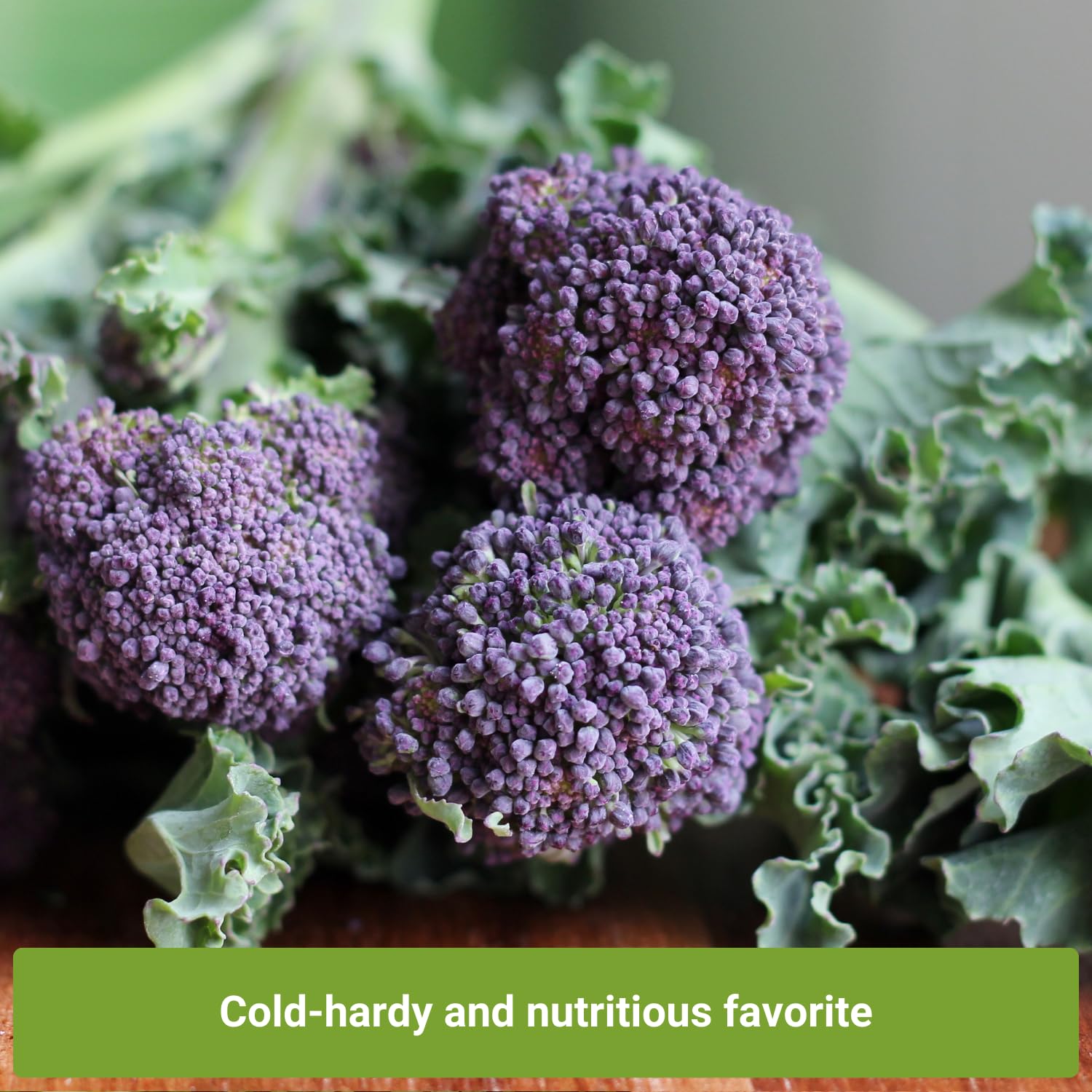 Sow Right Seeds broccoli head closeup highlighting fresh harvest potential.