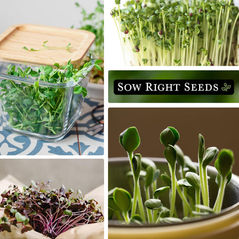 Sow Right Seeds broccoli microgreen packet for nutrient-rich, crunchy garnishes.