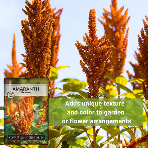 Sow Right Seeds Bronze Amaranth in garden setup shows proper spacing under full sun.