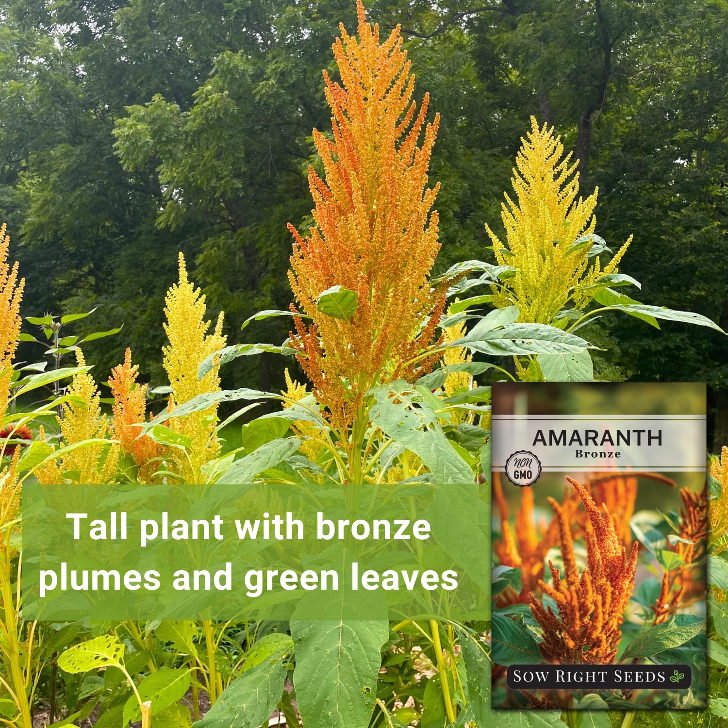 Sow Right Seeds Bronze Amaranth leaves greens-friendly plant for salads and greens.
