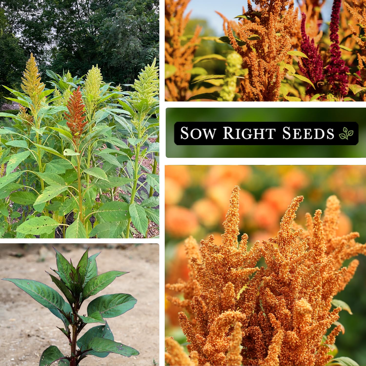 Sow Right Seeds Bronze Amaranth seed heads close-up show decorative bronze texture.