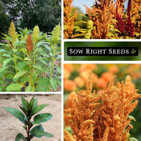 Sow Right Seeds Bronze Amaranth seed heads close-up show decorative bronze texture.
