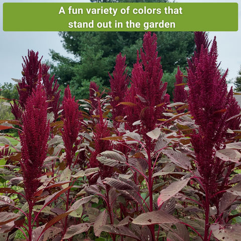 Sow Right Seeds Bronze amaranth seed with warm copper-toned tall plants.