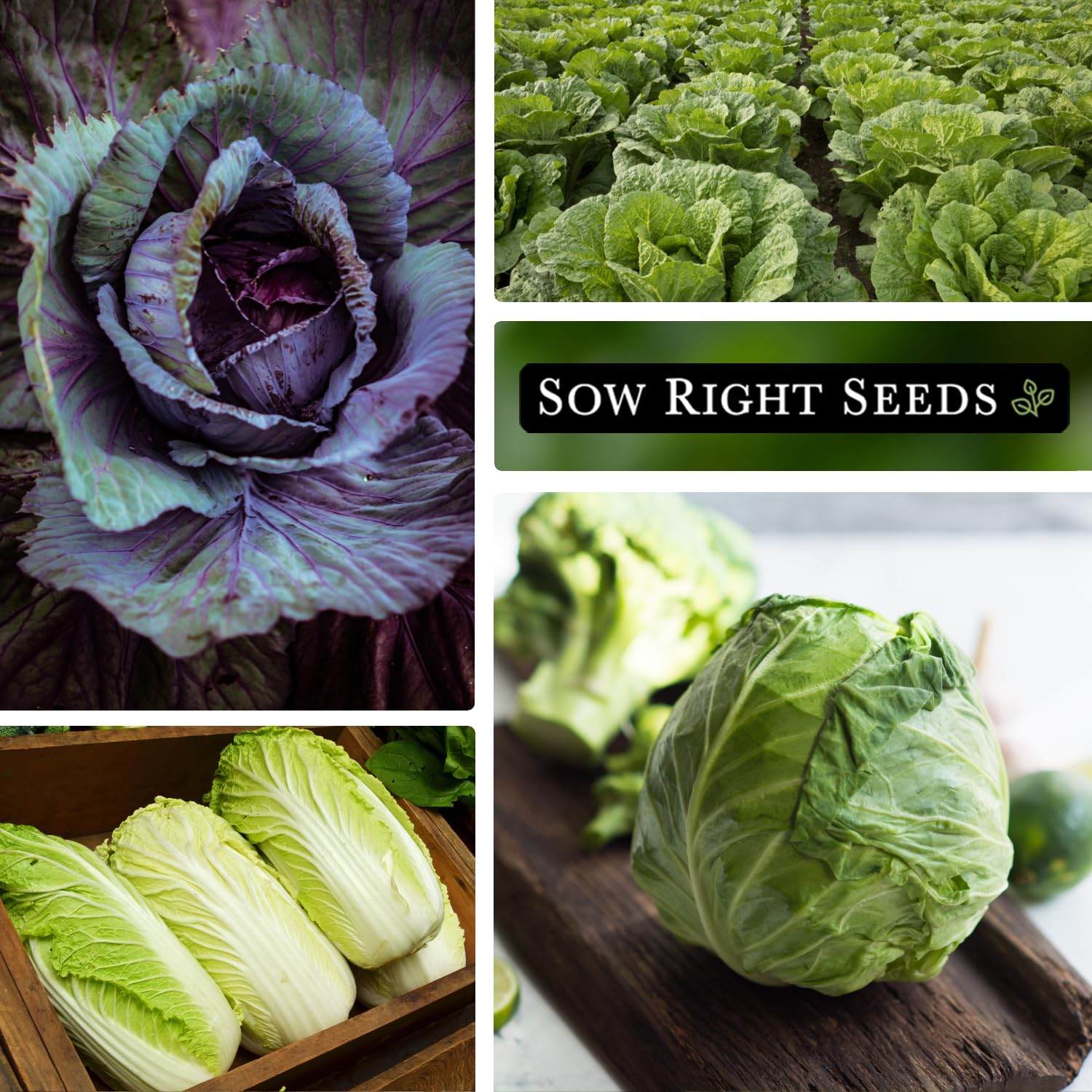 Sow Right Seeds Copenhagen Market head, smooth leaves for quick, versatile meals.