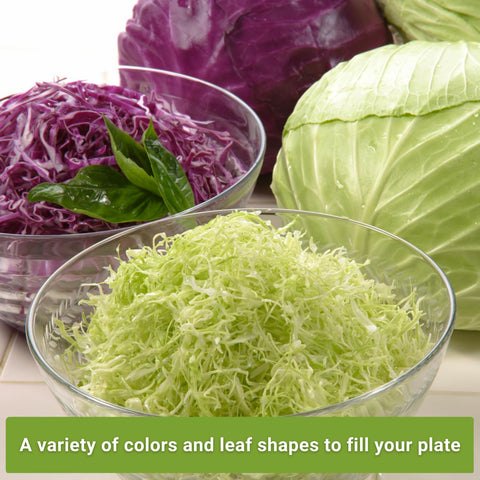 Sow Right Seeds Golden Acre cabbage head, sunny hue for bright winter meals.