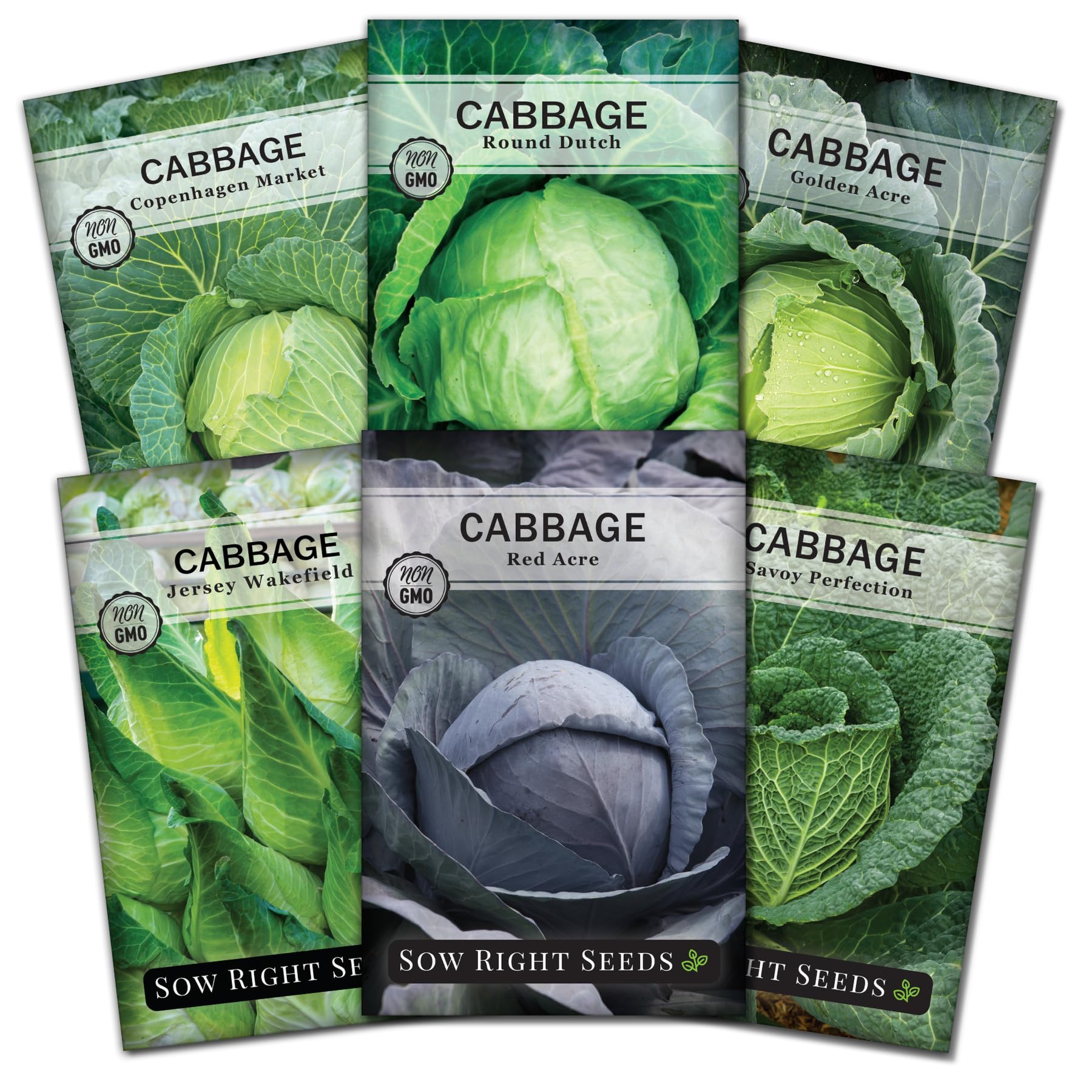 Sow Right Seeds Jersey Wakefield cabbage head, compact and ideal for spring harvests.