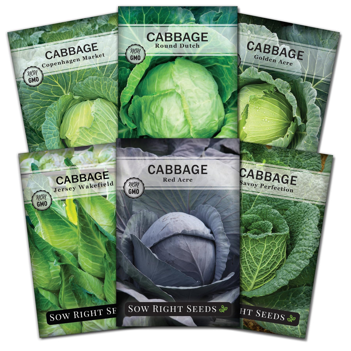 Sow Right Seeds Jersey Wakefield cabbage head, compact and ideal for spring harvests.