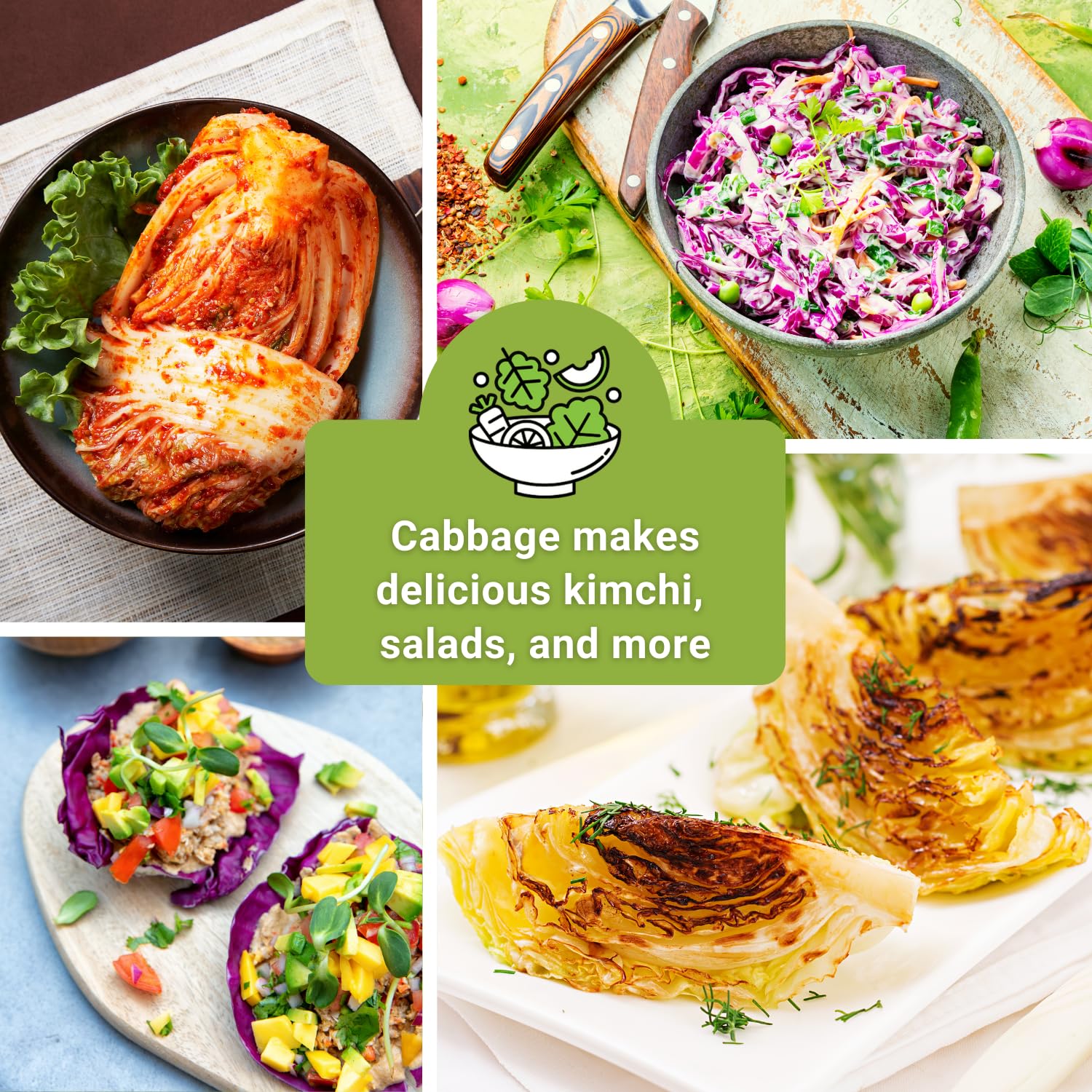 Sow Right Seeds Red Acre cabbage head, vibrant color for fresh slaws.