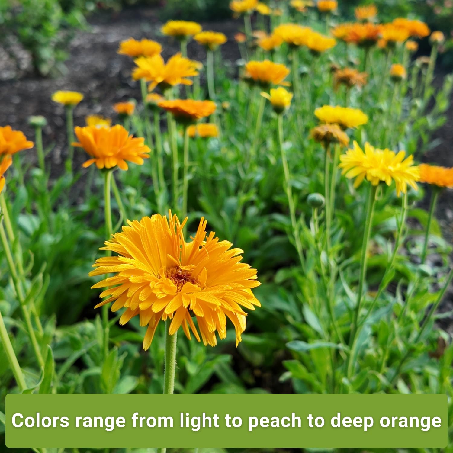 Sow Right Seeds Calendula Greenheart Mix seed packet offering varied colors and prolific blooms.