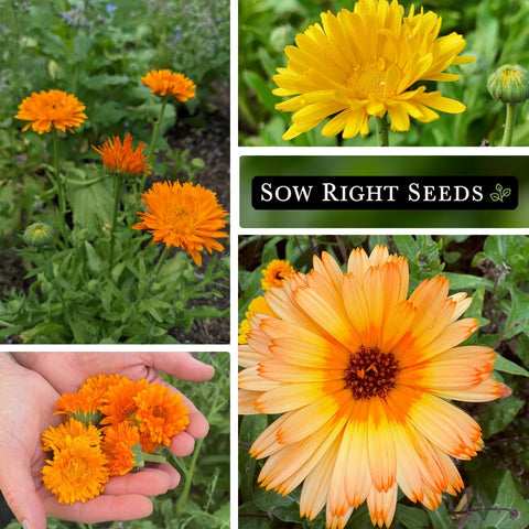 Sow Right Seeds Calendula Pacific Beauty Mix seed packet featuring peach to apricot hues.