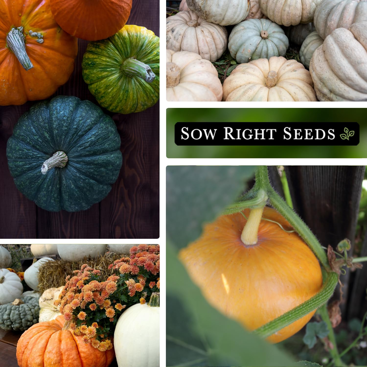 Sow Right Seeds Casper pumpkin image durable heirloom ideal for baking.