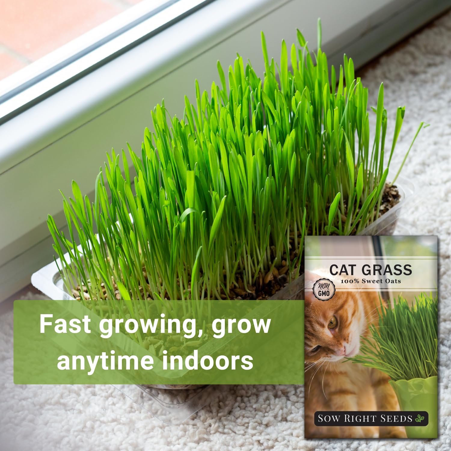 Sow Right Seeds cat grass germination timeline shows sprouts in 10–20 days.