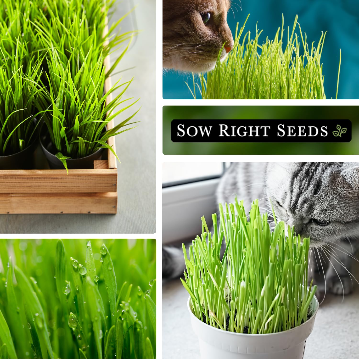 Sow Right Seeds cat grass grows 4–6 inches for ready-to-eat greens.