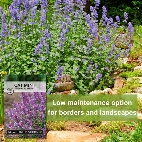 Sow Right Seeds Catmint used as border plant in sunny to part shade garden.