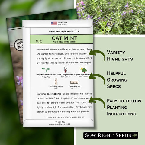 Sow Right Seeds Catmint plants with blue purple flower spikes ideal for borders.