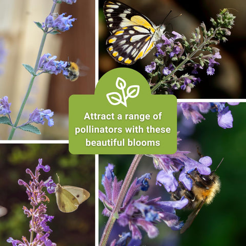 Sow Right Seeds Catmint can be grown indoors or outdoors for versatile gardening.
