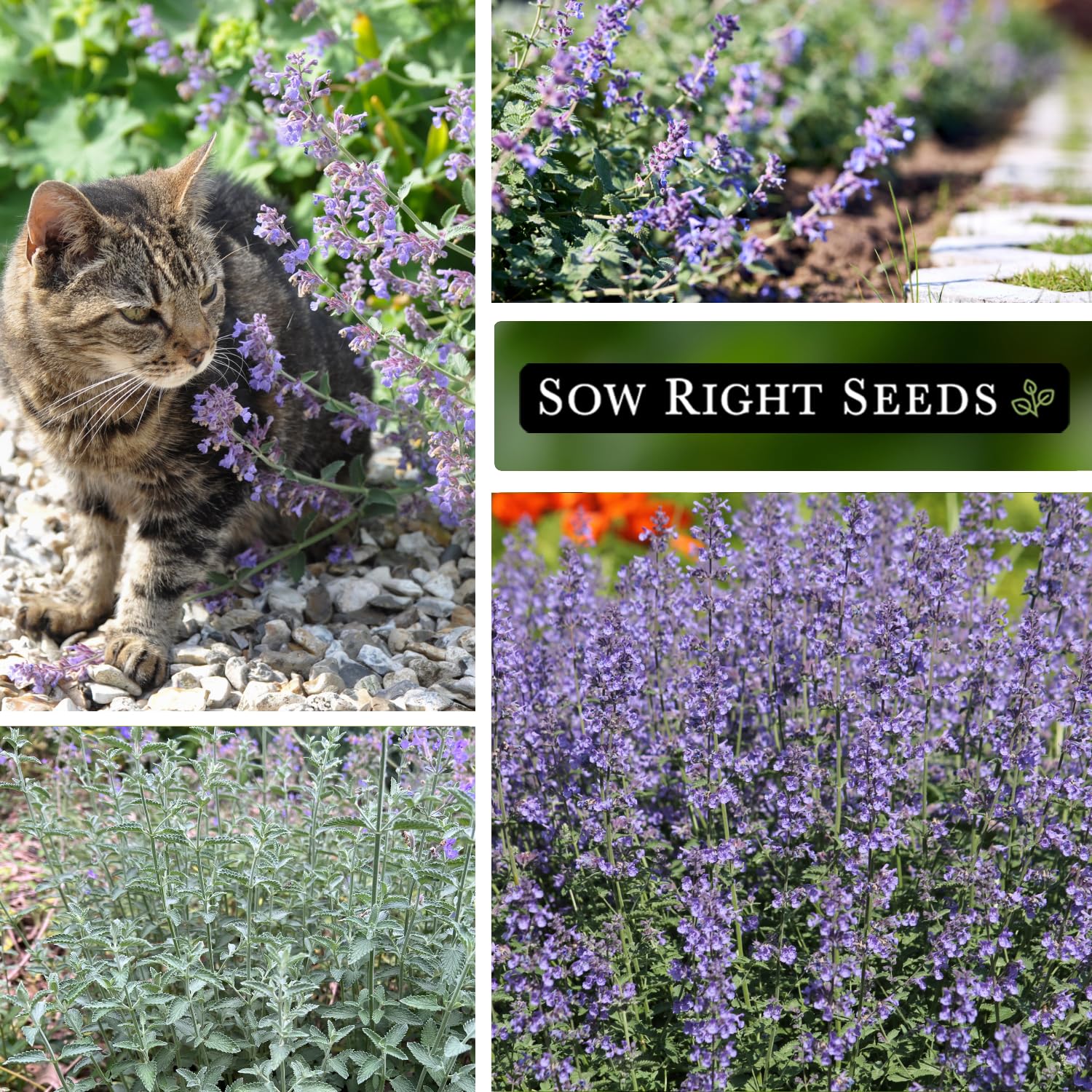 Sow Right Seeds Catmint leaves close-up show aromatic foliage for herbal teas.