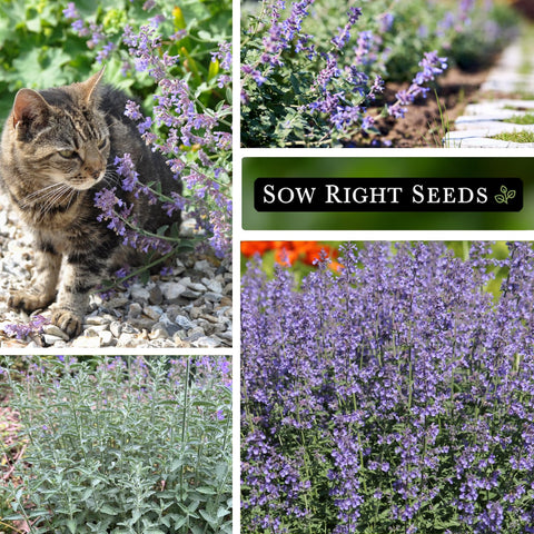 Sow Right Seeds Catmint leaves close-up show aromatic foliage for herbal teas.