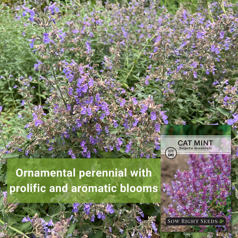 Sow Right Seeds Nepeta attracts pollinators with prolific blooms in garden beds.