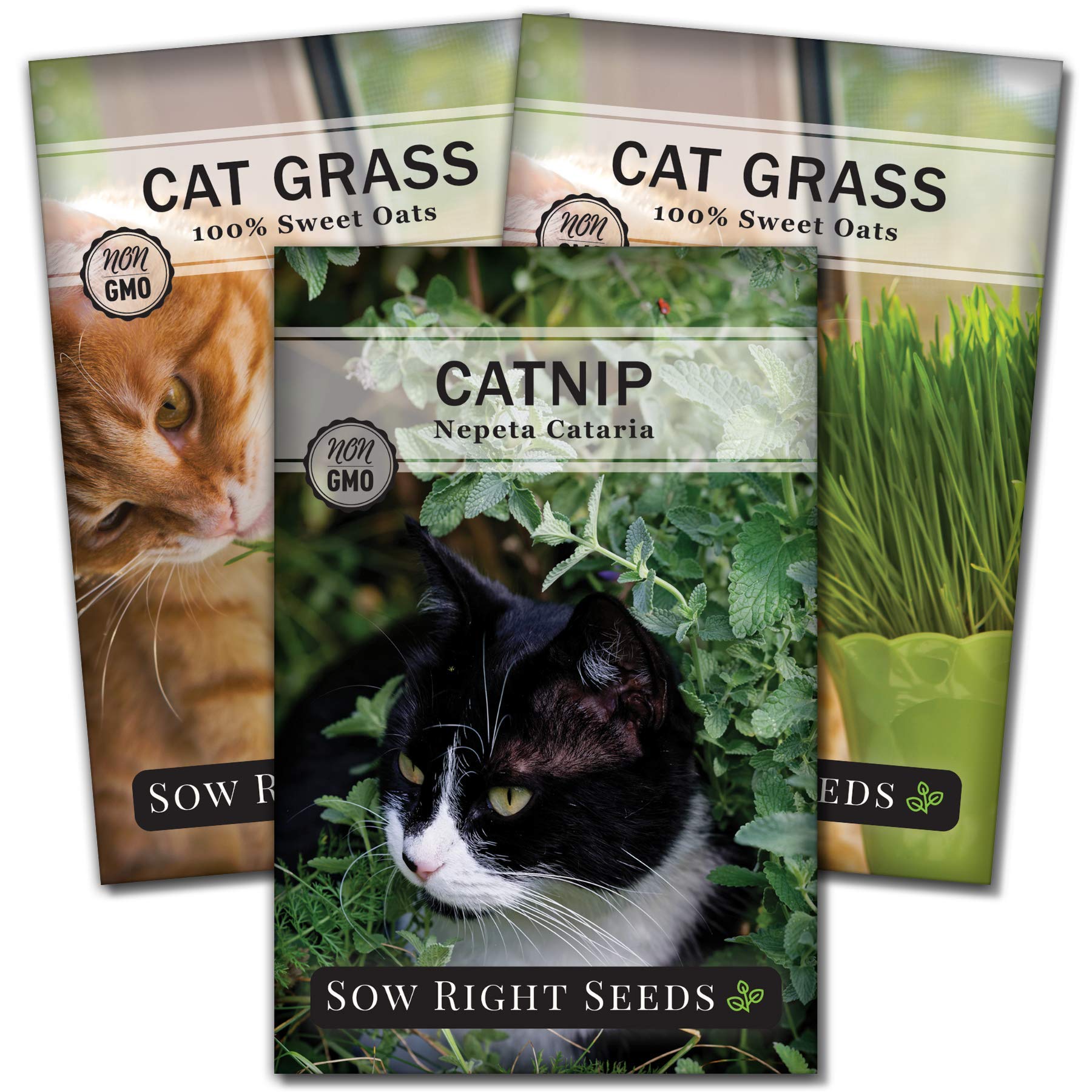 Sow Right Seeds catnip leaf close-up—premium herb for playful, curious cats.