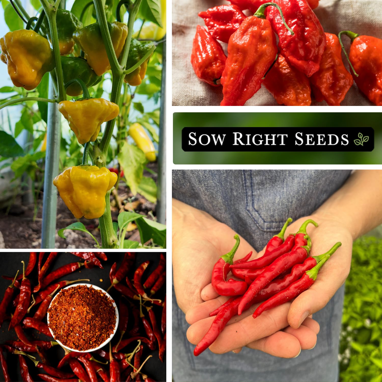 Sow Right Seeds Cayenne pepper seeds packet for versatile hot cooking.