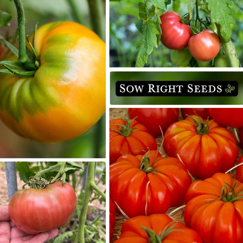 Sow Right Seeds Cherokee Purple tomato seed packet front for vibrant heirloom varieties